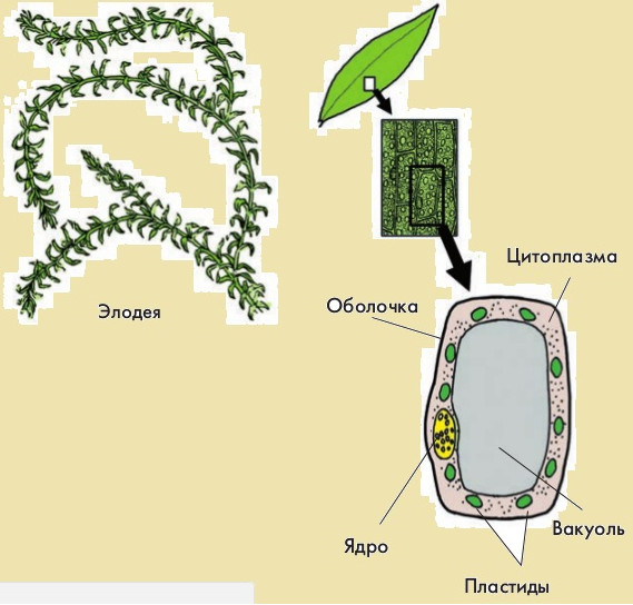 Пластиды в клетках листа элодеи